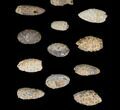 Lot: Fossil Seed Cones (Or Aggregate Fruits) - Pieces #148852-2